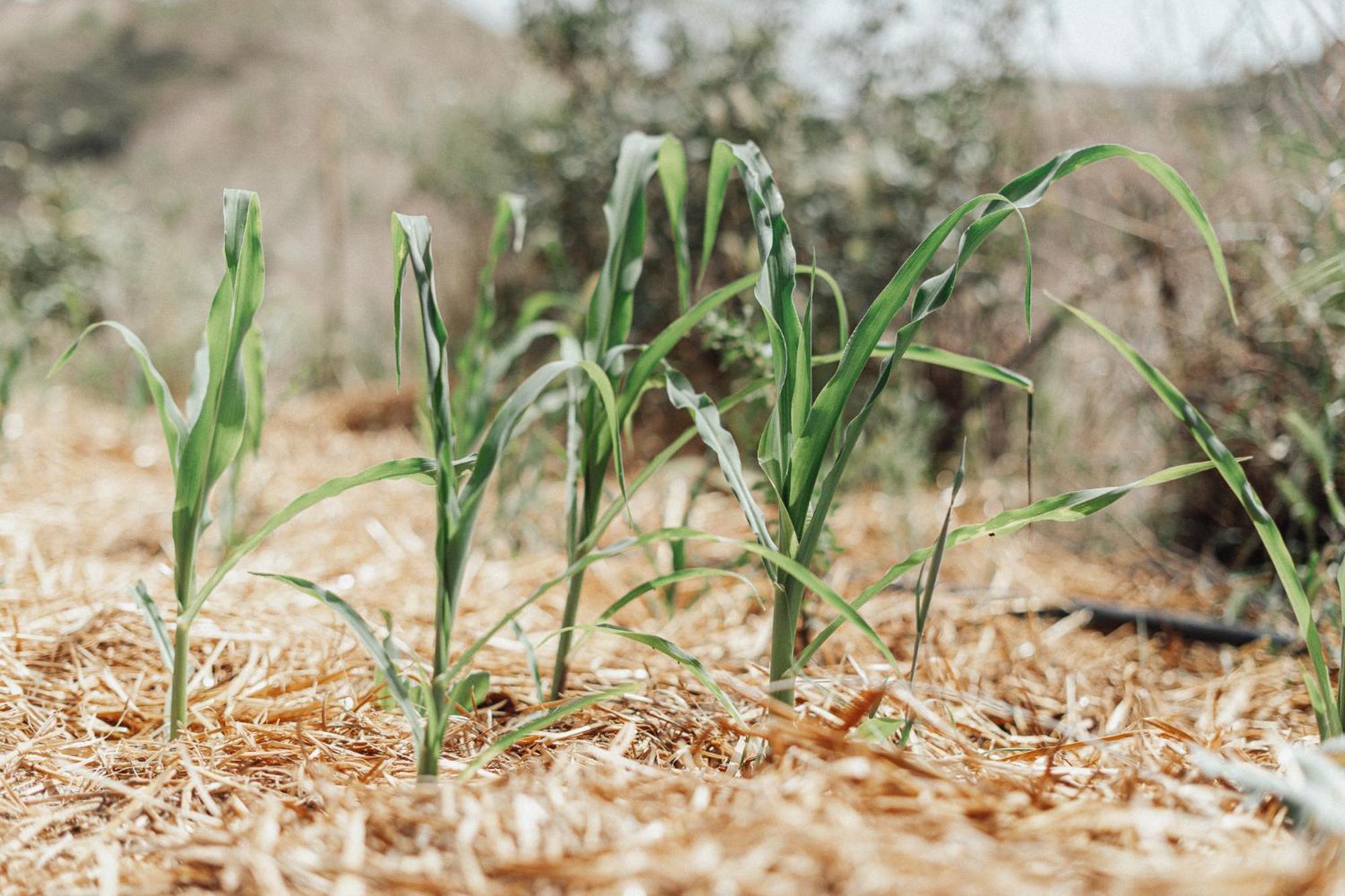 Nature Home Maitreya Lorca  Buitenkant foto